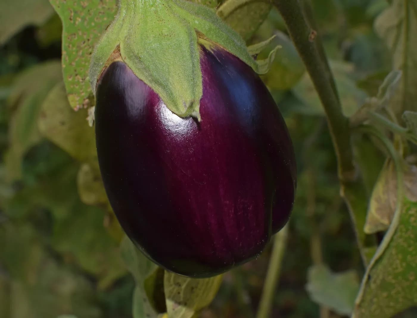 Black Brinjal