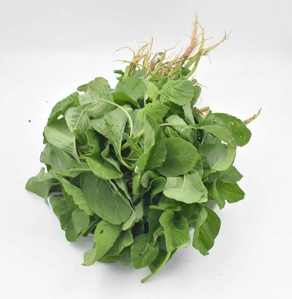 Koya Kura (Amaranth)