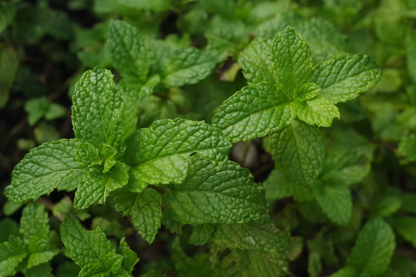 Mint (Pudina)