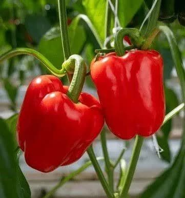 Red Capsicum